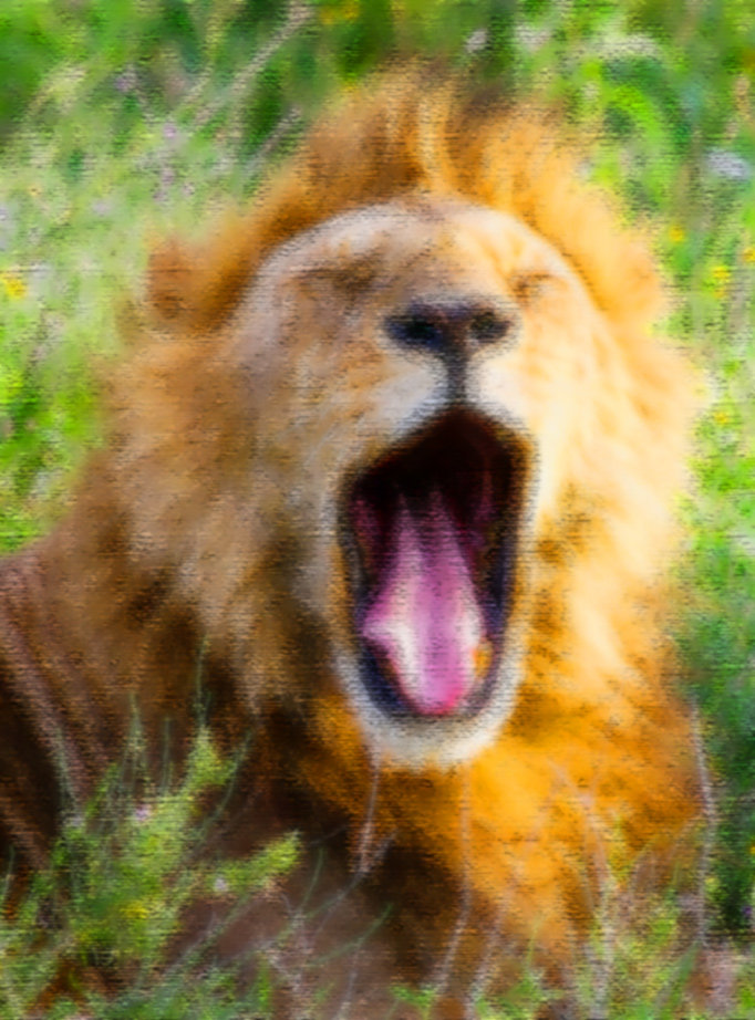 Image: Lion yawning, the yawn is the solution to tight throat